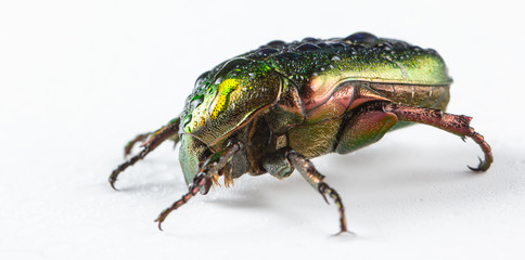 Rose chafer Cetonia aurata on white background