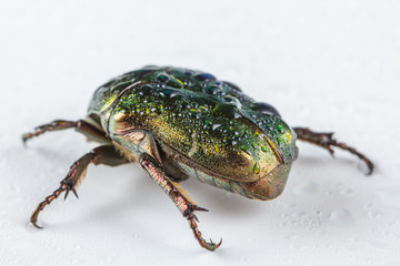 Rose chafer Cetonia aurata on white background