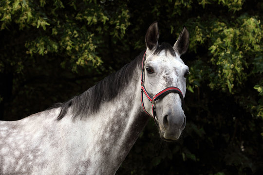 Grey dappled horse summer dark woods portrait