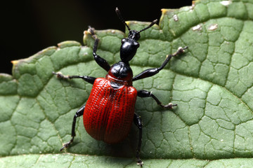 Apoderus coryli