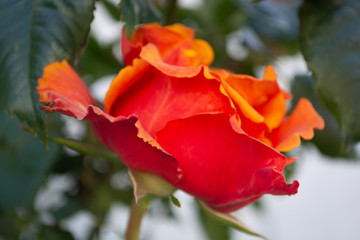 rot-orange Rose