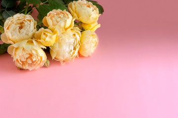 A bouquet of yellow peony roses on a gently pink pastel background with copy space. Minimal flower concept.
