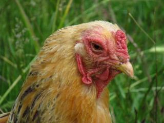 chicken close up