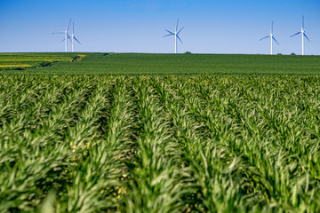 Wind power turbines in the countryside in a sunny day in agricultural field with blue sky and white clouds in summer