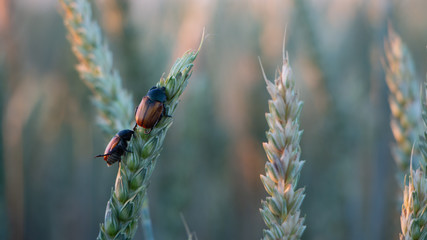 Anisoplia segetum Insect, pest of grass fields.