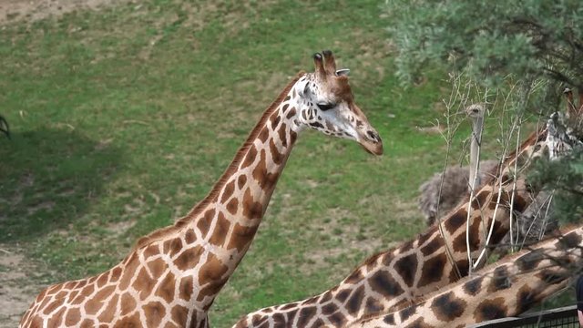 Giraffeś in the zoo