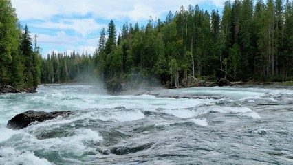 rapids in river in the forest