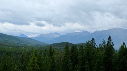 Fototapeta premium overlooking the woodland