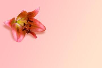 Royal lily flower on a living coral pastel background with copy space. The concept of a minimal flower.