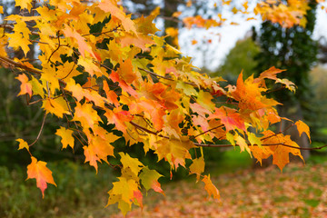 Blätter Herbst gelb