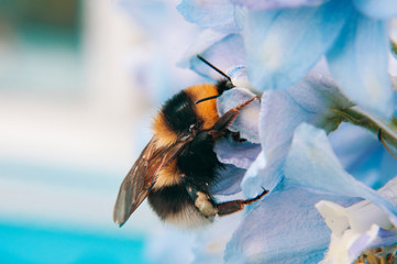 A large furry bumblebee closeup, which drinks the nectar of the blue flower bell