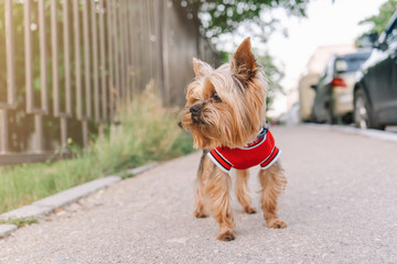 Dog yorkshire terrier in a red vest outside