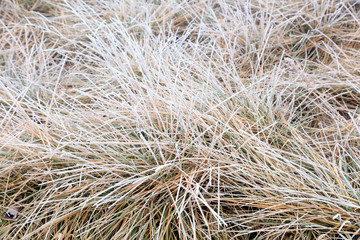 Subtilis in frost and snow