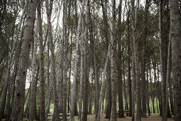 Forest with trees