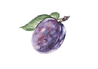 Purple plum in watercolor technique - 276215017