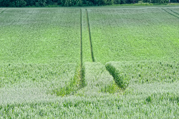 green field in Harz,Thale.