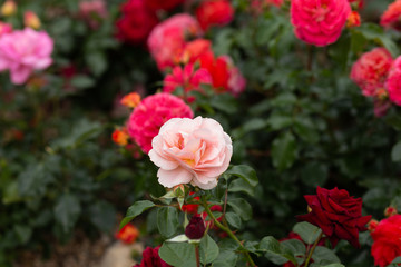 Beautiful roses at rosarium