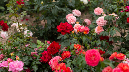 Multicolored roses at rosarium, full hd
