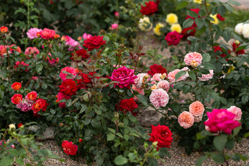 Multicolored roses at rosarium
