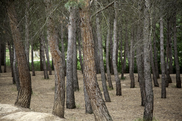 Forest with trees