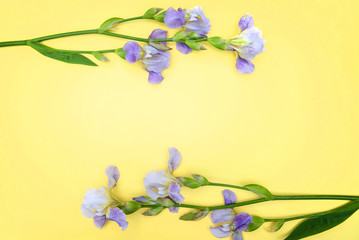 Purple irises on yellow background
