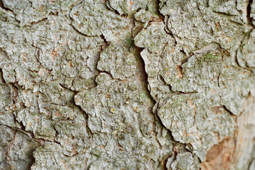 pine bark close-up