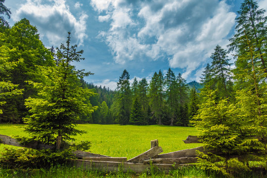 Wiese im Bergwald