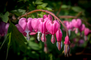 Close up of bleeding heart flower