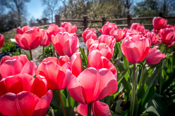 Fototapeta premium Pink flowers in the garden
