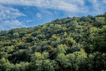 Fototapeta premium landscape with trees and blue sky
