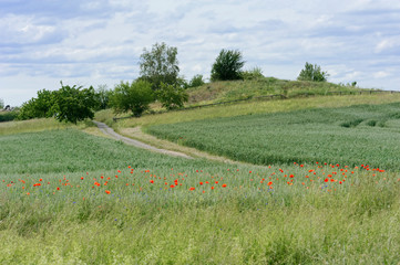 field of wild flowers,Harz,Thale,Germany.