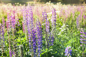 Blooming lupine flowers. A field of lupines. Violet and pink lupin in meadow. Colorful bunch of lupines summer flower background or greeting card.