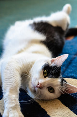 Black and White cat laying on his back on carpet
