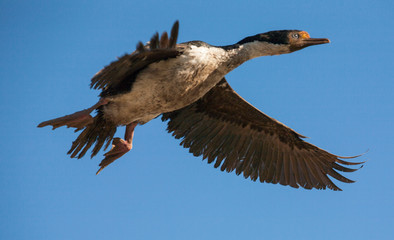 Fototapeta premium king cormorant imperial shag bird in flight