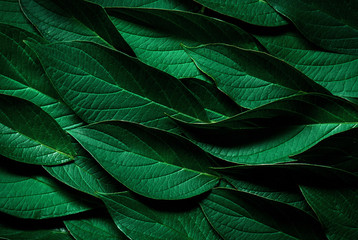 Dark Green leaves texture.