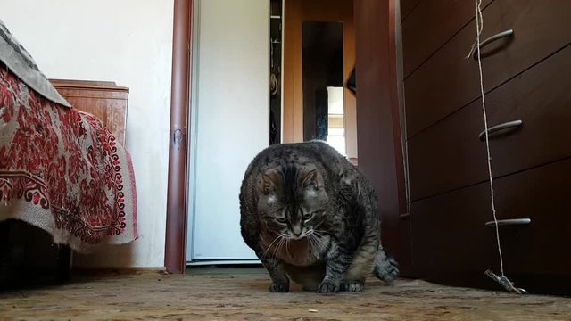 A very fat sick cat in the old grandmother's room lies on the floor on its thick sides
