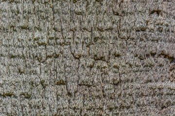 Natural surface texture of tree bark. Background pattern. Horizontal orientation.