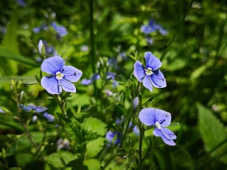 Alpine vegetation:  Veronica chamaedrys L.   - Germander speedwell  -   flowers in the mountains. Other names: Bird`s-eye , Bird`s-eye Speedwell