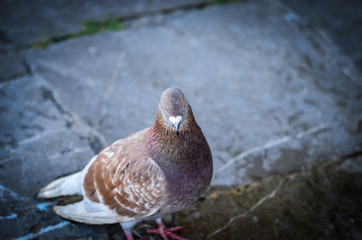 pigeons close view - on the spanish streets