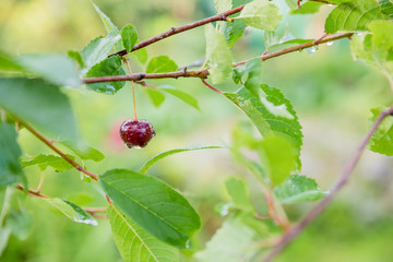 Ripe damaged red cherry hanging at the cherry tree in summer. ripe red cherry after rain in garden. Berries with drops of rain on branch.