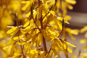 Forsythia bushes, early spring flowers of yellow color.