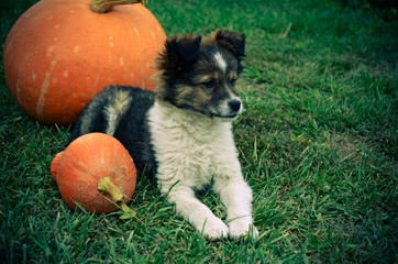Fluffy puppy with pumpkin on a grass