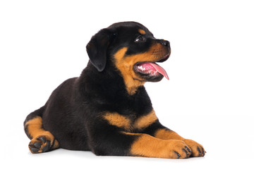 Fototapeta premium Rottweiler puppy isolated on white background