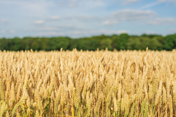 Beautiful Close-up sunny view of golden ears of wheat on Agriculture Cereal field  with background of farm atmosphere with golden light.