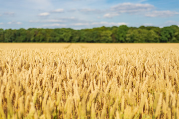 Beautiful Close-up sunny view of golden ears of wheat on Agriculture Cereal field  with background of farm atmosphere with golden light.