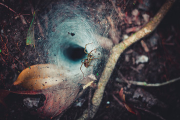 Nature of animale