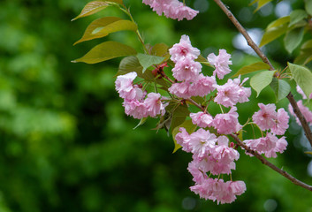Green branches with pink blossom. Flowers close up.