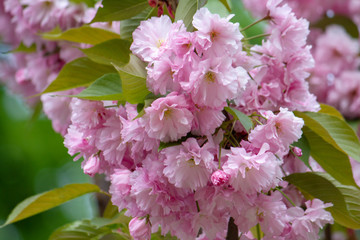 Green branches with pink blossom. Flowers close up.