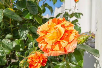 gelb-orange-rote Papageno Rose, Circus Putbus