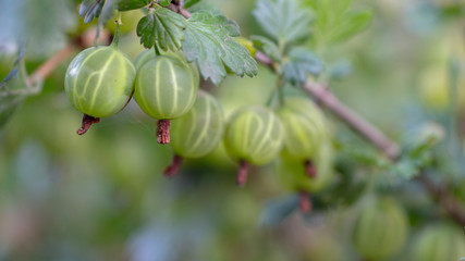 Fresh gooseberries on a branch of gooseberry bush with sunlight.